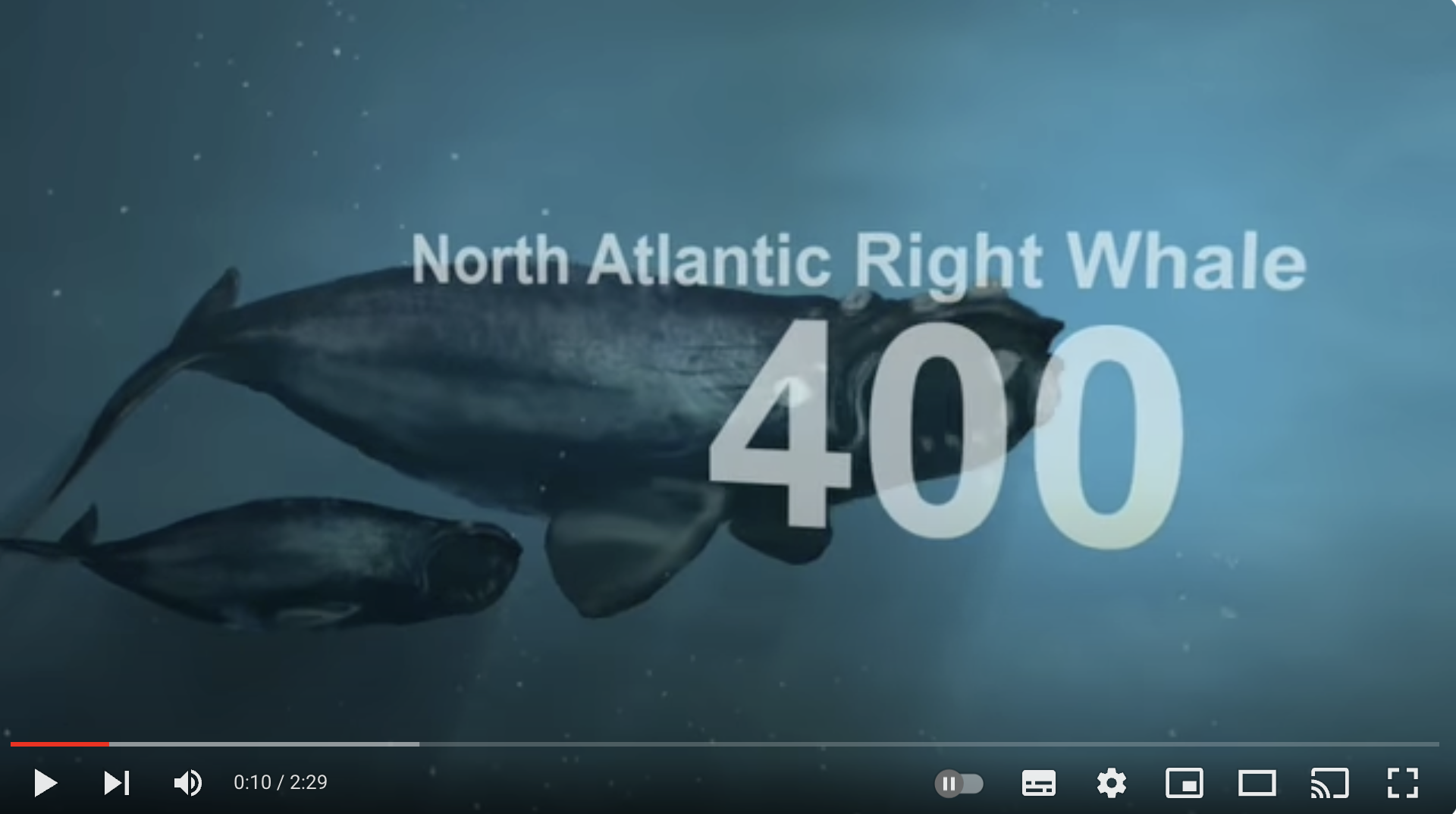 North Atlantic Right Whale